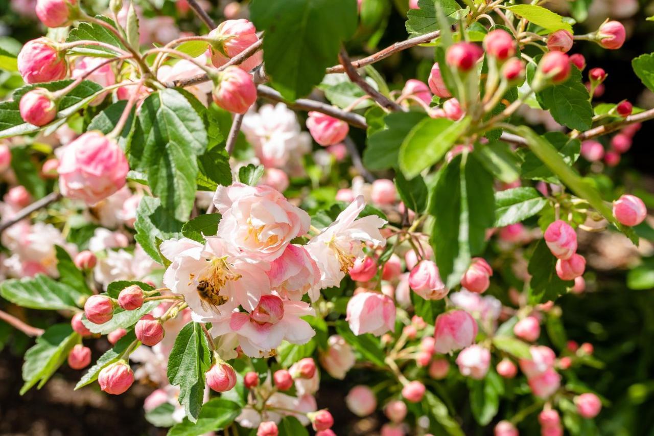Apple Blossom Cottages Stanthorpe Εξωτερικό φωτογραφία